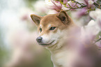 Shiba Inu Portrait