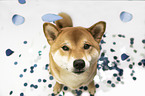 sitting Shiba Inu