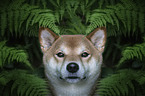 Shiba Inu Portrait