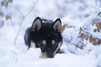 Shiba Inu Portrait