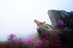 Shiba Inu