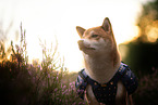 Shiba Inu Portrait