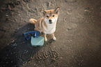 sitting Shiba Inu