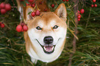 male Shiba Inu