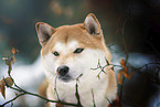 male Shiba Inu