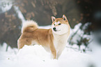 male Shiba Inu