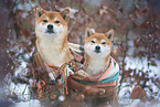 2 Shiba Inu