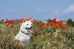 female Shiba Inu