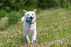 female Shiba Inu