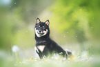 male Shiba Inu