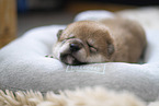 Shiba Inu Puppy