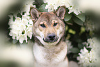 female Shiba Inu