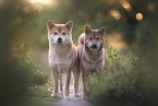 female Shiba Inus