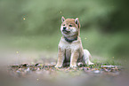 Shiba Inu Puppy