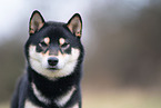 male Shiba Inu