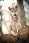 female Shiba Inu