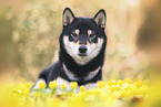 male Shiba Inu