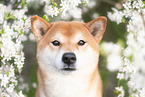male Shiba Inu