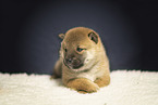 Shiba Inu Puppy