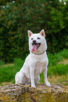 Shiba Inu in summer