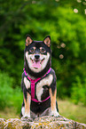 Shiba Inu in summer