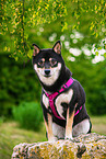 Shiba Inu in summer