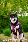 Shiba Inu in summer