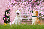 3 Shiba Inus