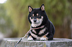 female Shiba Inu