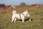 female Shiba Inu