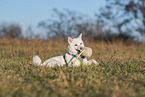 female Shiba Inu