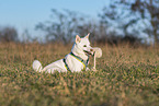 female Shiba Inu