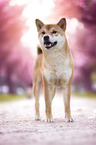 Shiba Inu in front of cherry blossoms