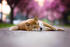 Shiba Inu in front of cherry blossoms
