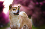 Shiba Inu in front of cherry blossoms