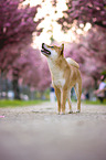 Shiba Inu in front of cherry blossoms