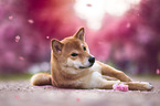 Shiba Inu in front of cherry blossoms