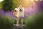 Shiba Inu