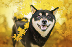 Shiba Inu