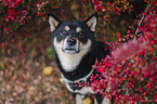 Shiba Inu