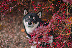 Shiba Inu