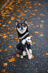 Shiba Inu