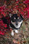 Shiba Inu