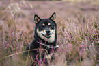 Shiba Inu