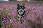 Shiba Inu