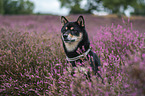 Shiba Inu