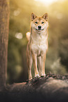 female Shiba Inu