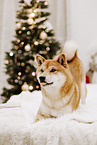 Shiba Inu
