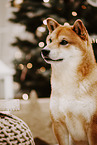 Shiba Inu