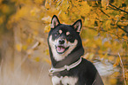 male Shiba Inu